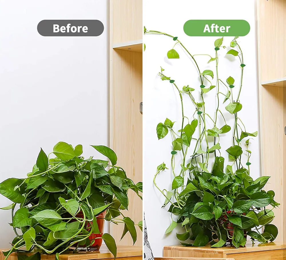 Plant Support for Climbers